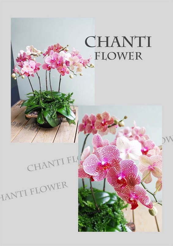 NT$3000
1商品編號：
2內容：進口孤挺花，藍繡球花，紫薊花，銀葉菊，白乒乓菊，白桔梗40
3商品尺寸：30×30×（H)
