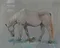carousel chooser