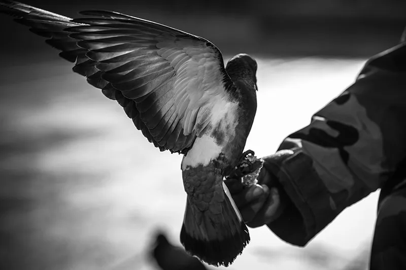 Instant poétique capturant le vol gracieux d'un oiseau déployant ses ailes en pleine rue