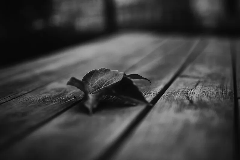 Photographie en noir et blanc révélant les textures naturelles d'une feuille de bois
