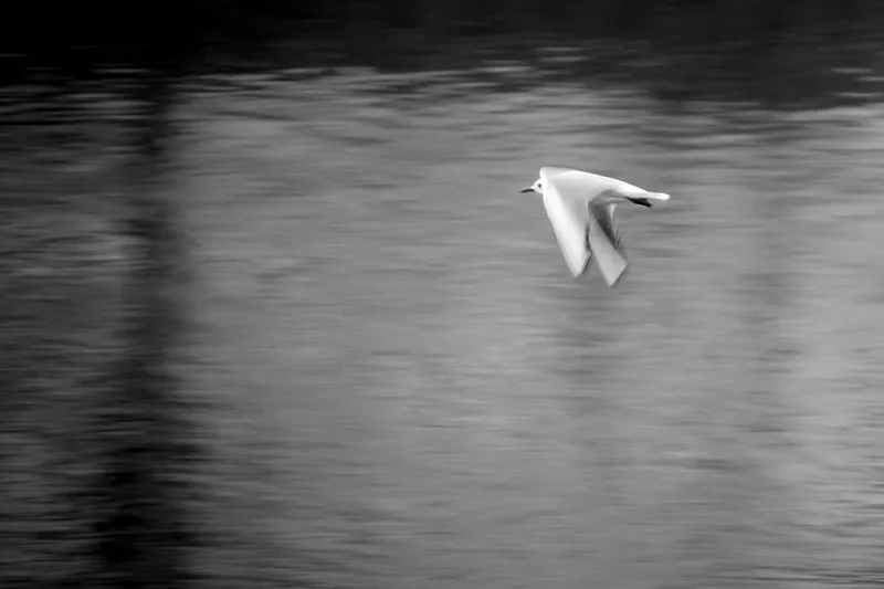 Composition photographique minimaliste et épurée célébrant la poésie d'un oiseau