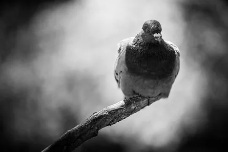 Photographie de rue d'un pigeon à Metz servant d'exercice pour apprendre la composition en noir et blanc