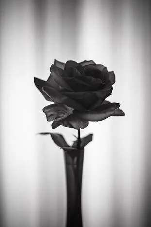 Photographie d'art d'une rose à contre-jour devant un rideau, un exemple graphique de gestion de la lumière