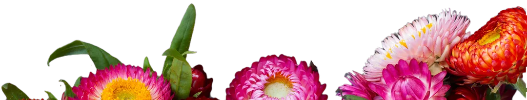 Everlasting daisies