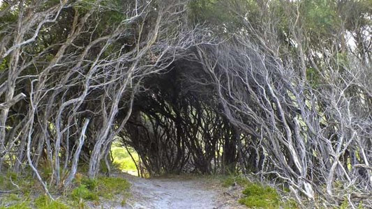 Tea-tree tunnel. Photo by Simon Chipper