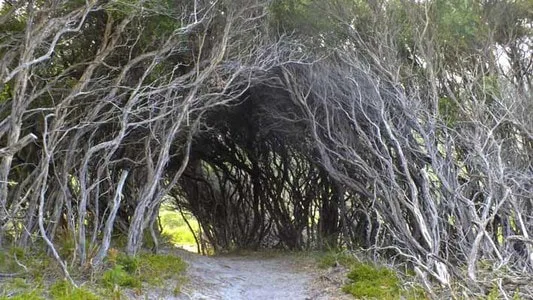 Tea-tree tunnel. Photo by Simon Chipper