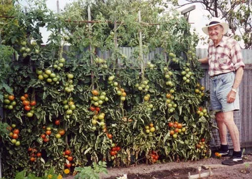 Image description