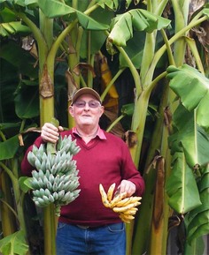 Bananas, bees and bloody big pumpkins