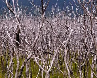 Coast tea-tree at Wilsons Prom after the 2009 bushfire. Photo: Simon Chipper