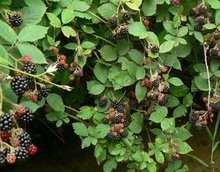 The blackberry wars