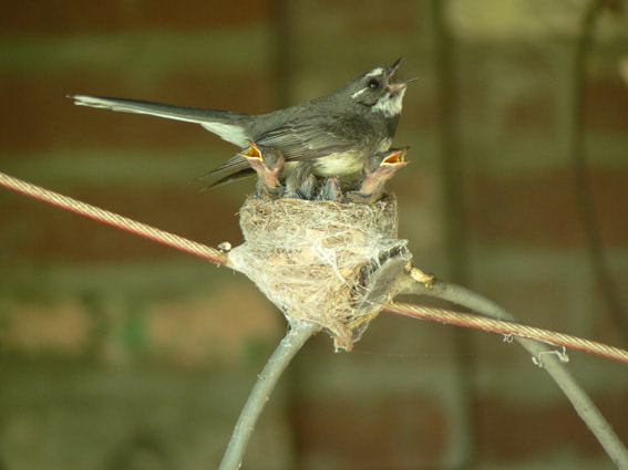 Love nest