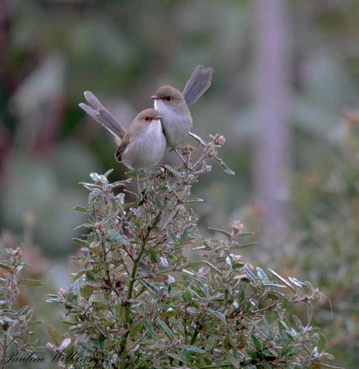 Superb fairy wrens. Photo: Pauline Wilkinson