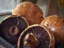 Season of mists and mushrooms