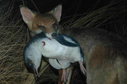 Outfoxing the fox