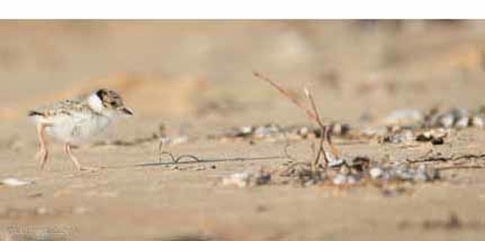 Dogs vs plovers