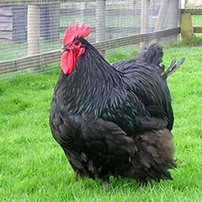 No place for the chicken-hearted