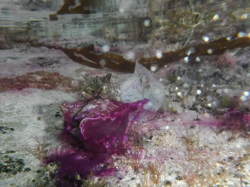 Harmers Haven rock pool, photo by Helen Keellings