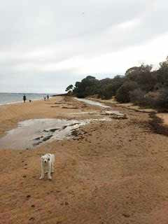 Gone to the dogs