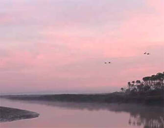 Birds are Singing Country