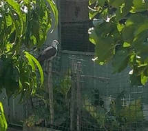 Backyard birds
