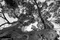 carousel chooser