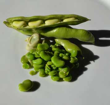 ​Bean there, done that