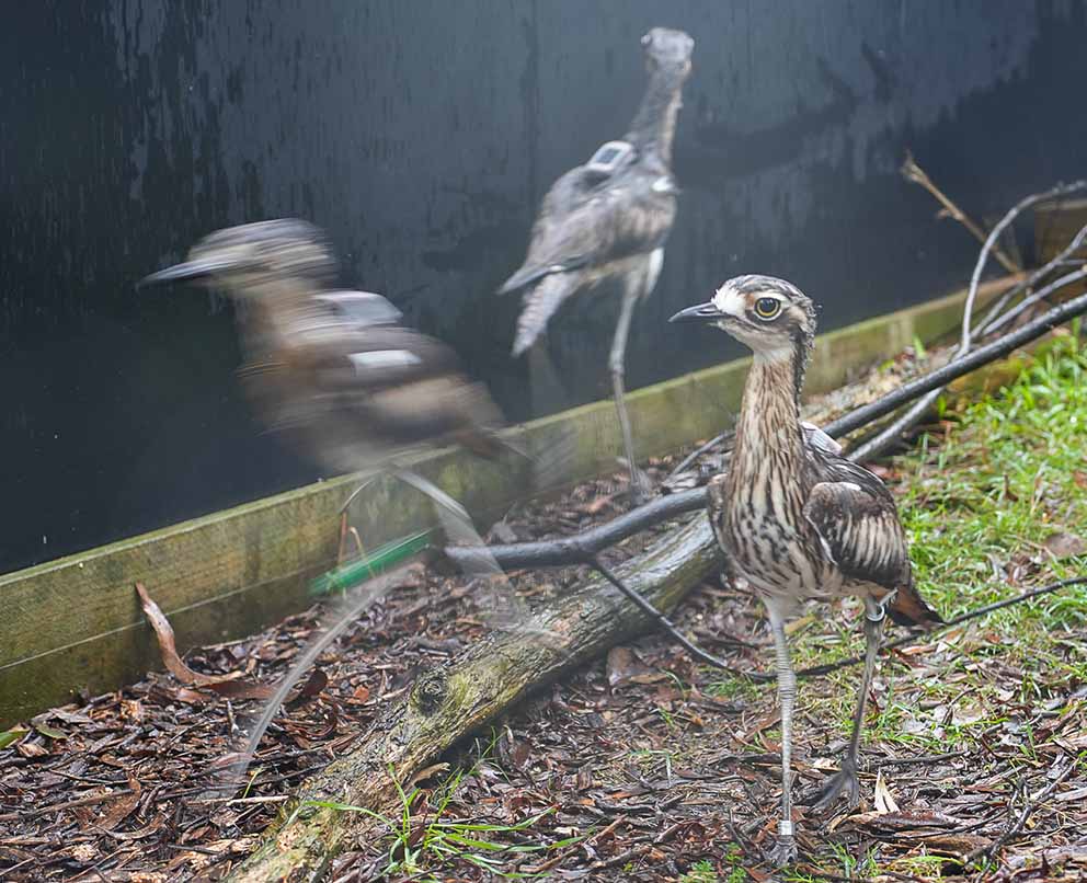 ​New hope for curlew comeback