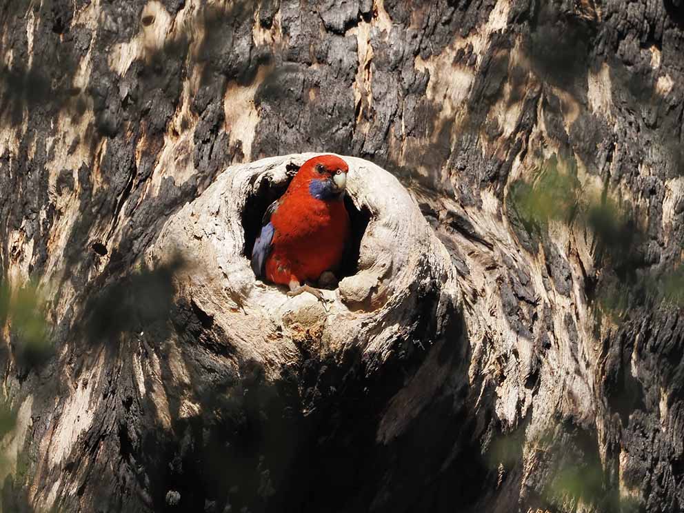 Image descriptionA Crimson Rosella inspects a hollow in The Gurdies Nature Conservation Reserve. Photo: Dave Newman