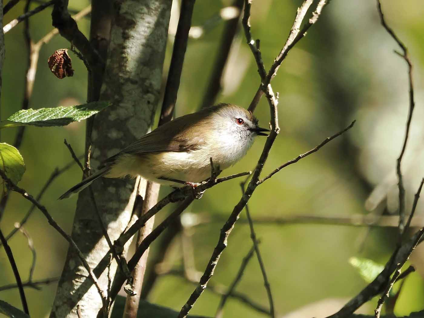 Brown Gerygone, The Gurdies NCR. Photo: Dave Newman
