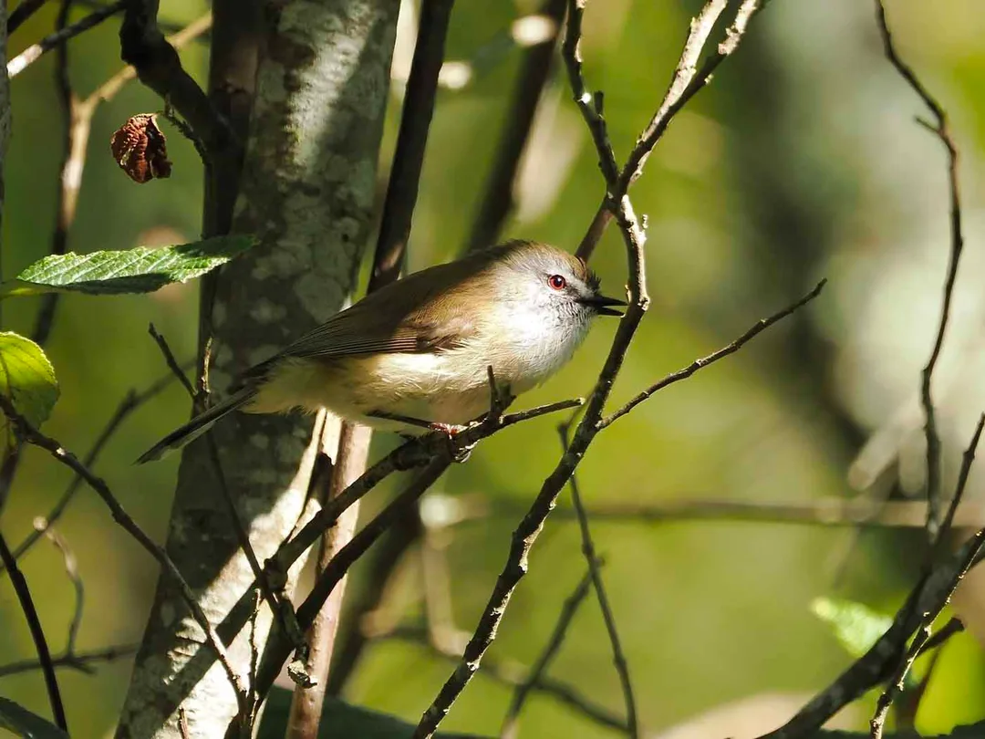 Brown Gerygone, The Gurdies NCR. Photo: Dave Newman
