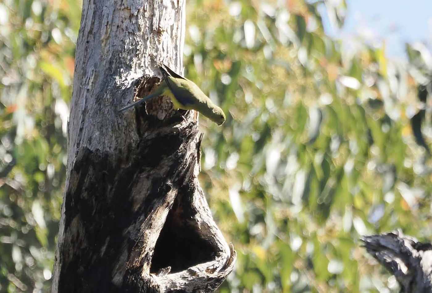 A female Blue-winged Parrot checks out a hollow in The Gurdies Nature Conservation Reserve.  Photo: Dave Newman