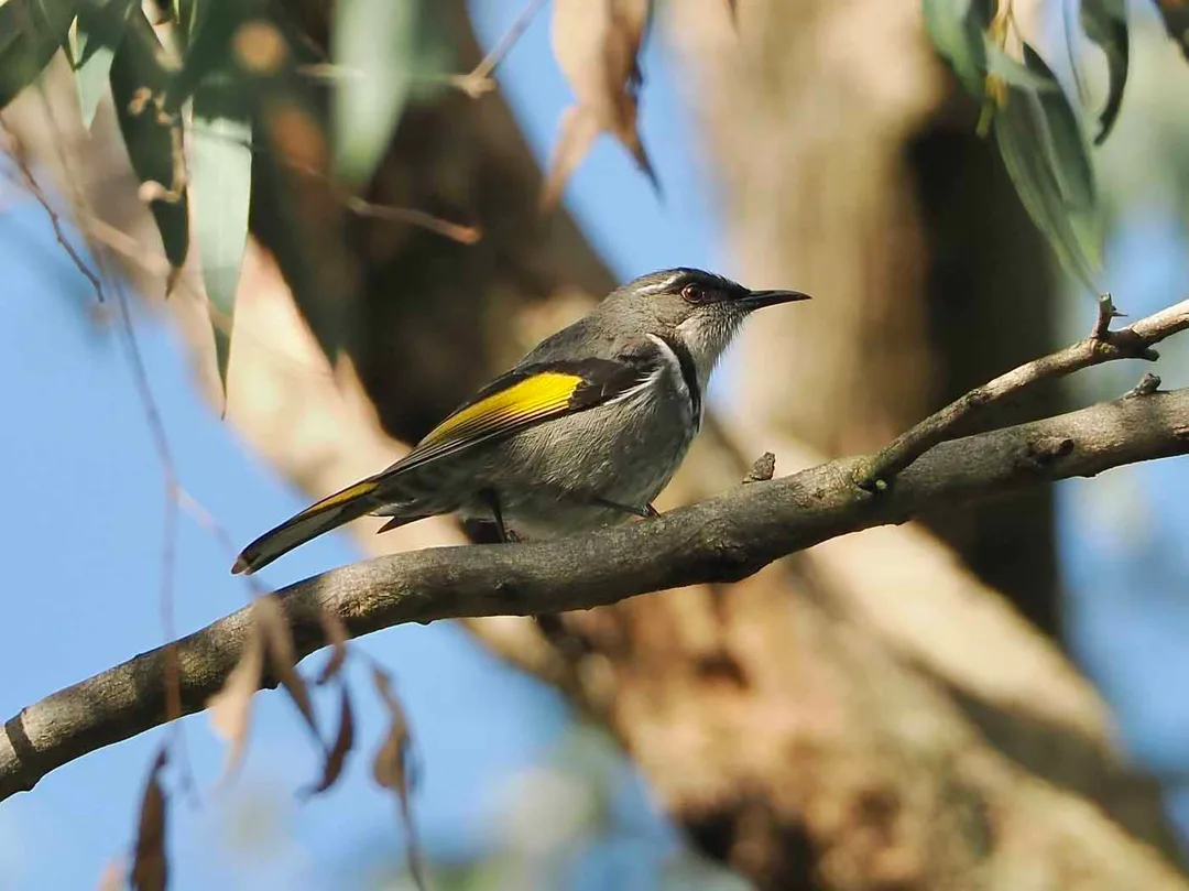  Crescent Honeyeater, Adams Creek NCR. Photo Dave Newm