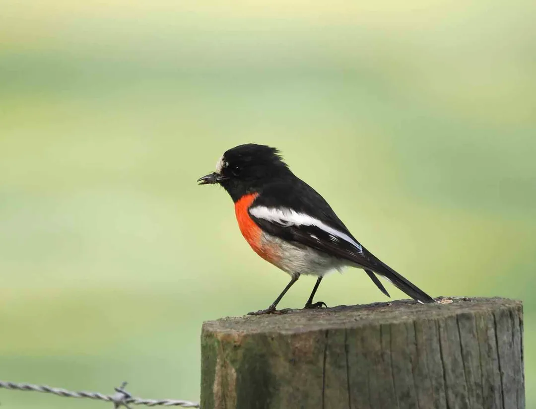 Scarlet Robin, The Gurdies. Photo Dave Newman