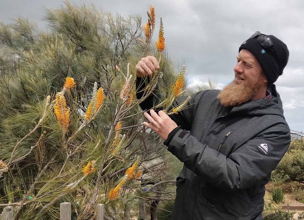 The grevillea whisperer