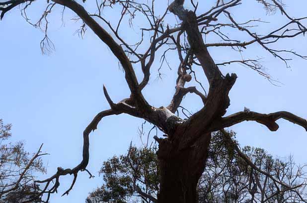Dead eucalypt, Phillip Island