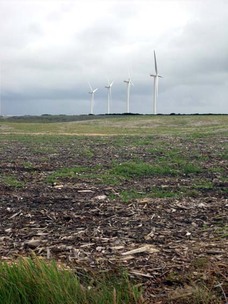 The mystery of the barren coastal park
