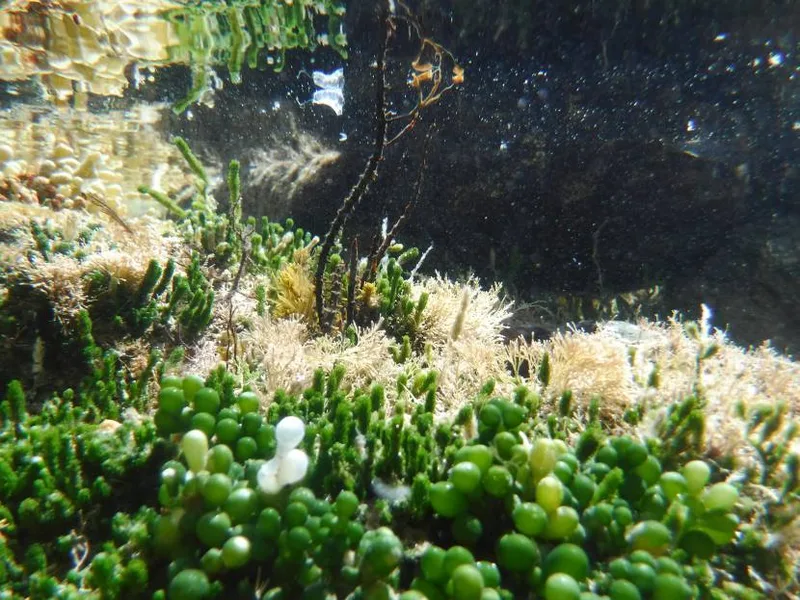 Harmers Haven rock pool, photo by Helen Keellings