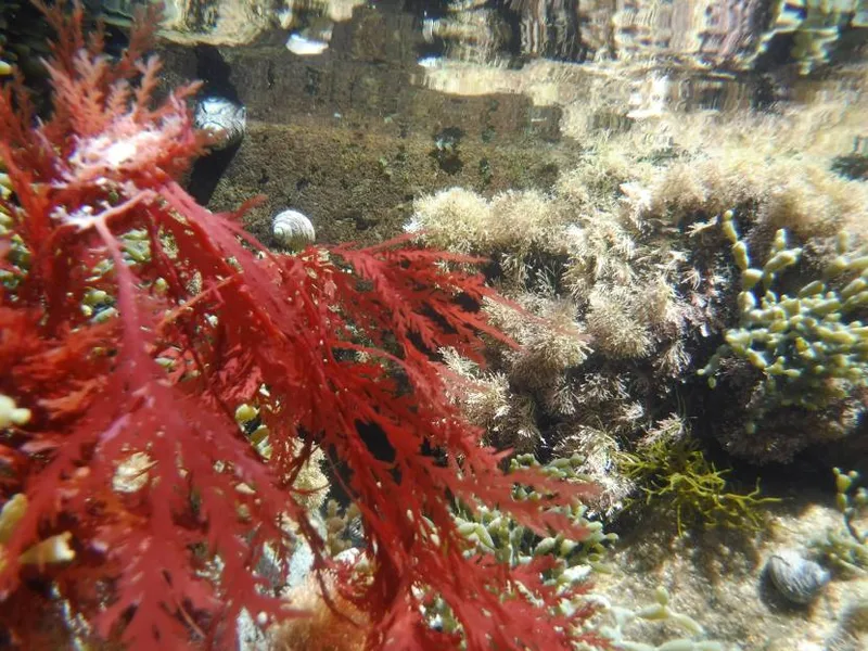 Harmers Haven rock pool, photo by Helen Keellings