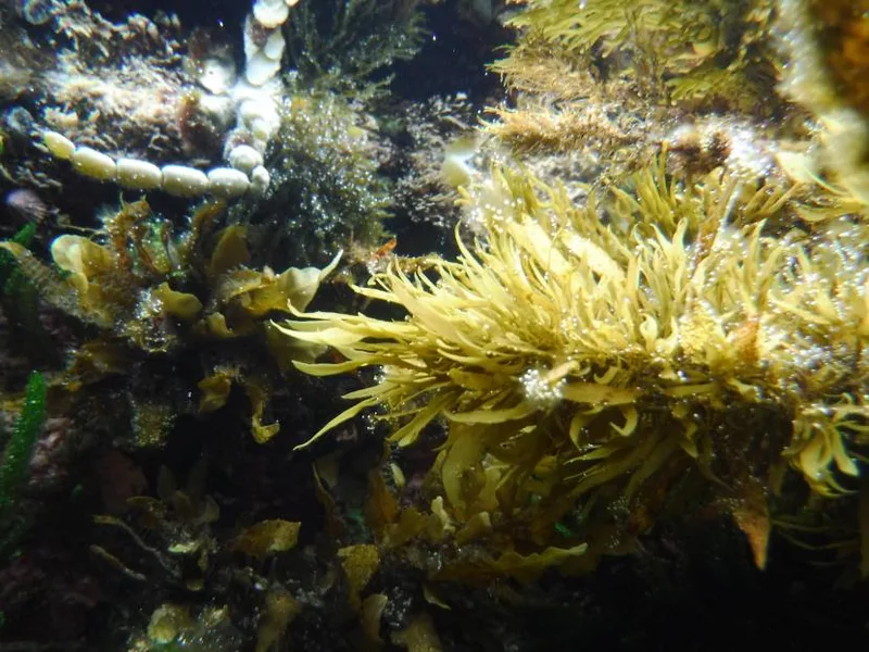 Harmers Haven rock pool, photo by Helen Keellings
