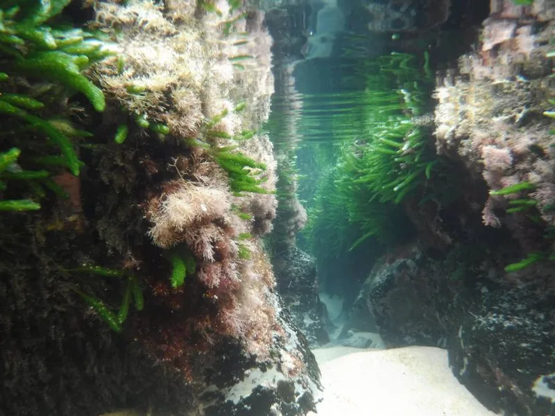 Harmers Haven rock pool, photo by Helen Keellings