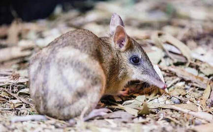 Wildlife toll hits home