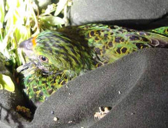 Parrot puzzle
