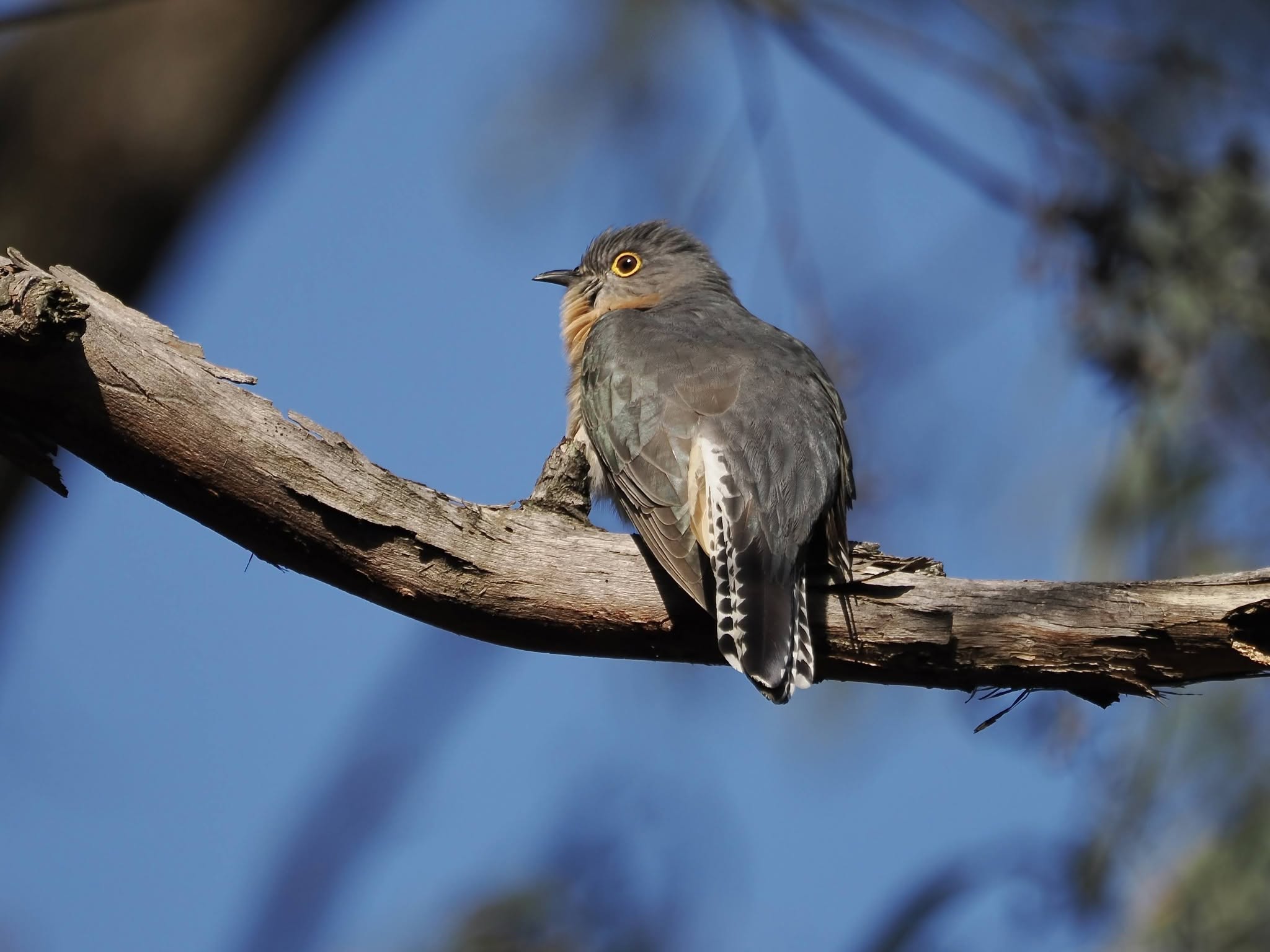Fan-tailed Cuckoo, Adams Creek Nature Conservation Reserve. Photo: Dave Newman