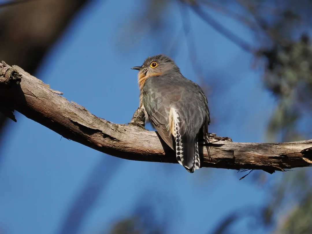 Fan-tailed Cuckoo, Adams Creek Nature Conservation Reserve. Photo: Dave Newman