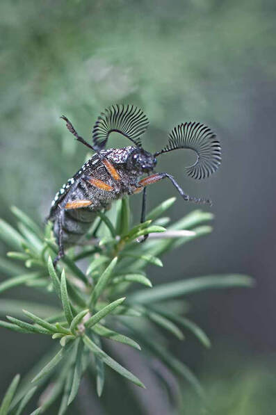 ​Beetle vs spider