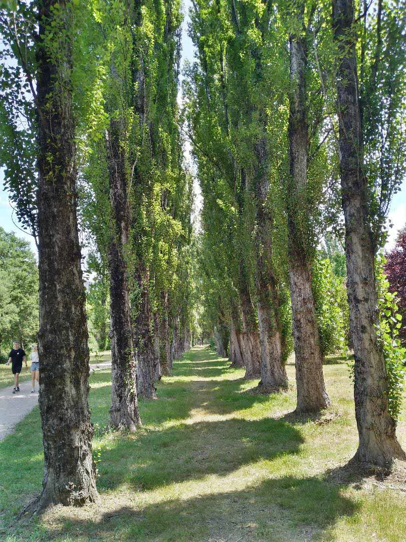 Picture