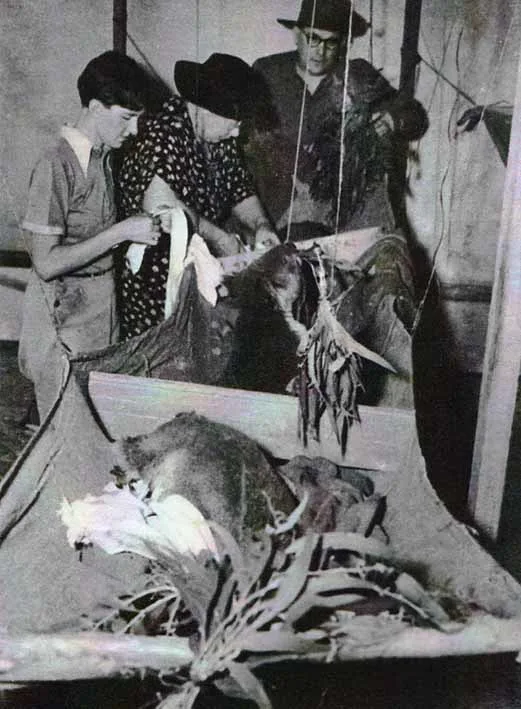 After the 1939 bushfires, Florence 'Zing' Oswin-Roberts employed a nurse to help her care for burnt koalas, pictured here being cared for in hammocks on the verandahs at the Broadwater guest house. 