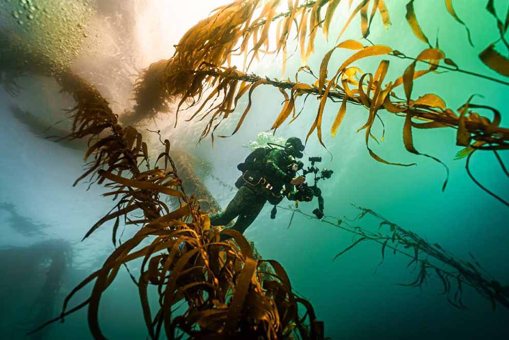 Giant Kelp. Photo: Jarrod Boord, Streamline Media