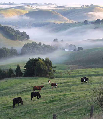 Gaslighting Gippsland