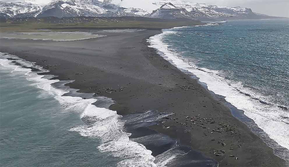 Bass Coast braces for deadly bird flu